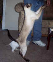 siamese.sealpoint.dance.jpg (53964 bytes)
