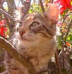 sweetheart.tree.kitten.american.curl.jpg (22907 bytes)