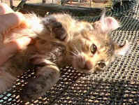 sweetly.american.curl.kitten.tickle.jpg (21851 bytes)