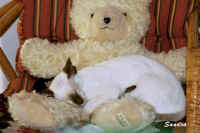 teddy.siamese.kitten.jpg (36695 bytes)