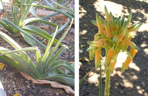 A.boylei.grass.aloe.jpg (67950 bytes)