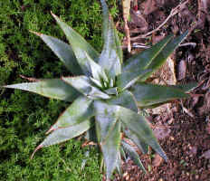 A.glauca.offshoots.jpg (299690 bytes)