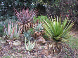 A.lineata.A.pretoriensis.A.khamiesensis.5.06.jpg (301310 bytes)