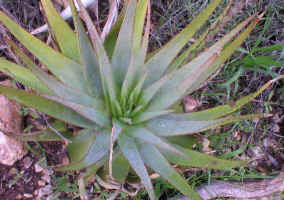 A.lineata.rosette.close-up.jpg (278690 bytes)