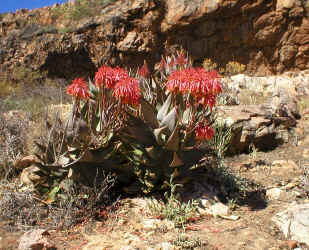 A.mitriformis.habitat.full.bloom.garden.succulent.aloe.flowers.plants.jpg (241458 bytes)