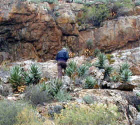 A.mitriformis.weskaap.jpg (83740 bytes)