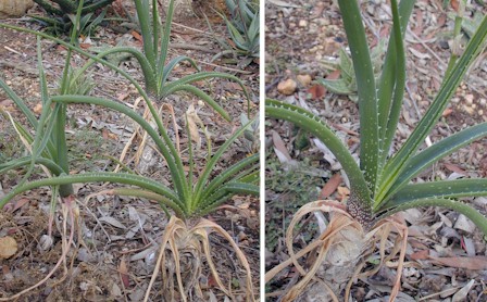 A.verecunda.grass.aloe.jpg (65453 bytes)