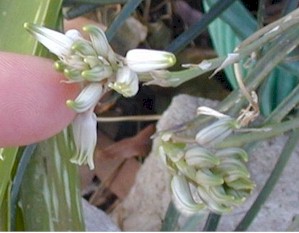 Aloe.albida.flowers.buds.size.jpg (22073 bytes)