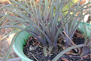 Aloe.albida.side.view.jpg (27924 bytes)