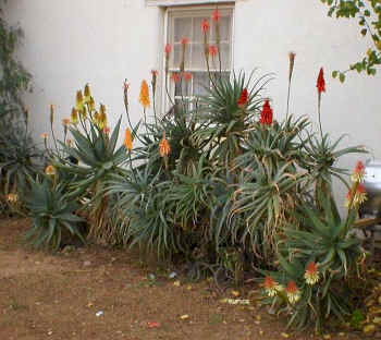 Aloe.arborescens.hybrids.1.jpg (142592 bytes)