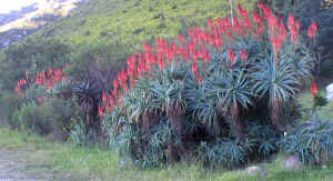 Aloe.arborescens.tradouwspass.Barrydale.jpg (231604 bytes)