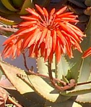 Aloe.comptonii.flowers.jpg (19376 bytes)