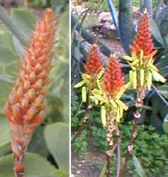 Aloe.cryptopoda.buds.flowers.jpg (34266 bytes)