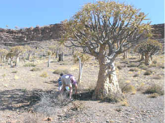 Aloe.dichotoma.habitat.grandpa.jpg (109601 bytes)