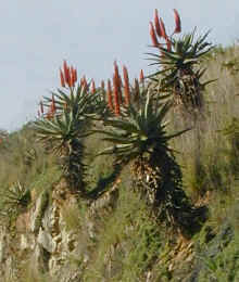 Aloe.ferox.7.06.jpg (72044 bytes)