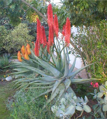 Aloe.ferox.arb..thraskii.hybrids.jpg (143569 bytes)