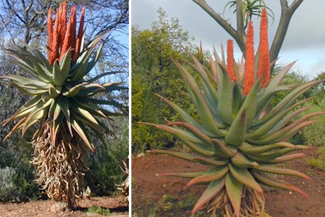 Aloe ferox large tree aloe (64887 bytes)