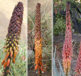 Aloe.gerstnerii.buds.flowers.jpg (52810 bytes)