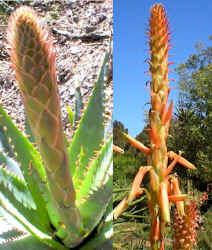 Aloe.glauca.jpg (55275 bytes)