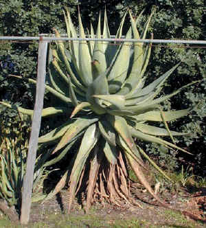 Aloe.marlothii.X.Aloe.rupestris.jpg (91460 bytes)
