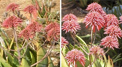 Aloe.mitriformis..buds.flowers.jpg (55208 bytes)