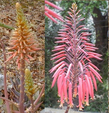 Aloe.mitriformis.buds.flowers.jpg (72608 bytes)