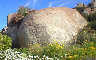 Aloe mitriformis growing on a rock (105697 bytes)
