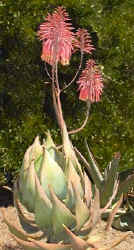 Aloe.mitriformis.jpg (41674 bytes)