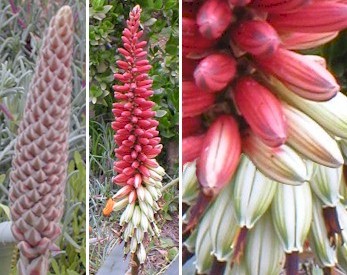 Aloe.petricolaXspeciosa.buds.flowers.close-up.jpg (43567 bytes)