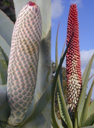Aloe.speciosa.buds.flowers.jpg (43068 bytes)