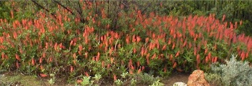 Aloe tenuior bush red flowers karoo garden(42218 bytes)