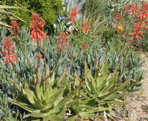 Aloe.dorothea.hybrid.jpg (220570 bytes)