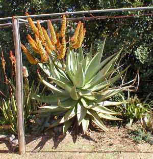 Aloe_marlothii_rupestris_hybrid_plant_raceme_2003.jpg (141175 bytes)