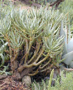 Aloe_ramosissima.jpg (122022 bytes)