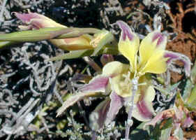 Gladiola orchidiflorus endemic lily namaqualand (65154 bytes)