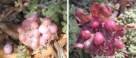 Haemanthus.coccinius.seeds.jpg (42129 bytes)