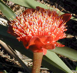 Haemanthus_coccinius.close-up.3.07_small.jpg (17254 bytes)