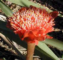 Haemanthus_coccinius.close-up.3.07_small.jpg (17254 bytes)