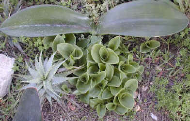 Pterygodium.volucris.orchids.leaves.Haemanthus_coccinius.1a.6.07_small.jpg (18807 bytes)
