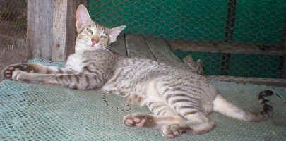 Toyger1.jpg (67318 bytes)