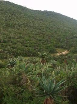 aloe.africana.habitat.jpg (29552 bytes)