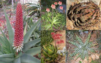 aloe.assortment.jpg (77421 bytes)