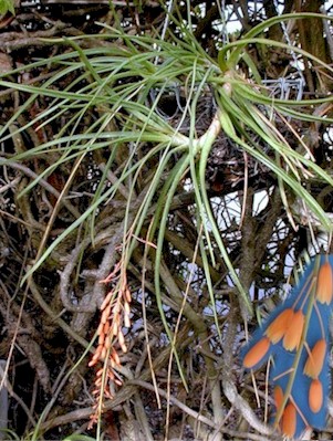 aloe.ballii.flowers.close-up.jpg (68754 bytes)