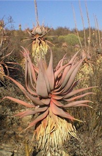 aloe.comosa.habitat.jpg (32165 bytes)