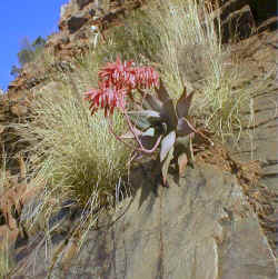aloe.comptonii1.jpg (89987 bytes)