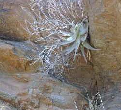 aloe.dewinterii.hanging.jpg (64177 bytes)
