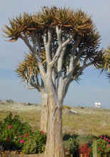 aloe.dichotoma.gruenau.jpg (81157 bytes)