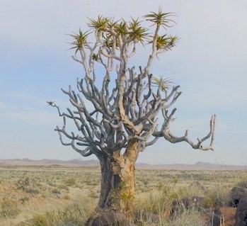 aloe.dichotoma.tree.jpg (34138 bytes)