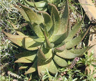 aloe.framesii.mitriformis.7.061.jpg (57013 bytes)