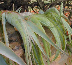 aloe.hardyi.flower.bud.jpg (78980 bytes)
